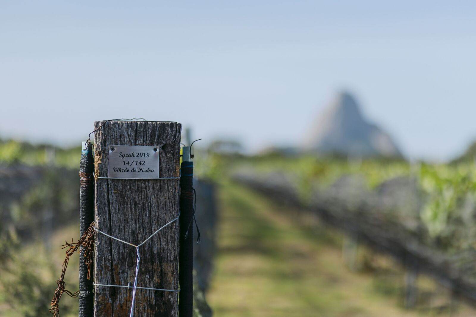 Vendimia Viñedo de Piedra — foto 11