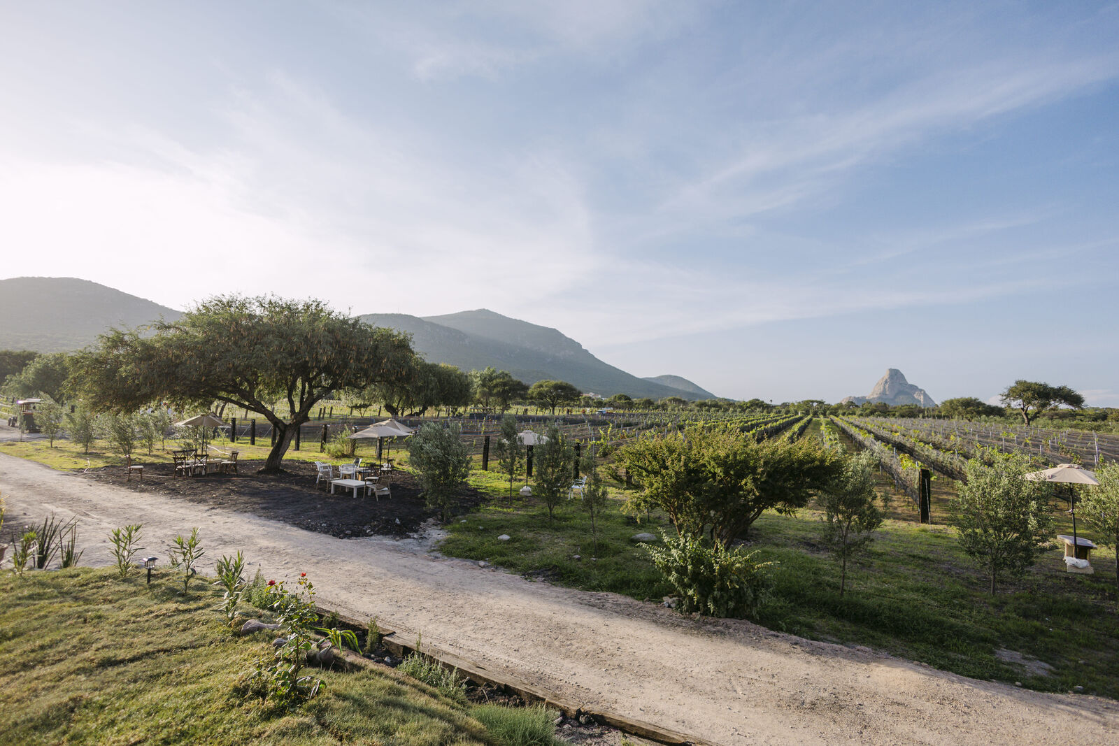 Vendimia Viñedo de Piedra — foto 13