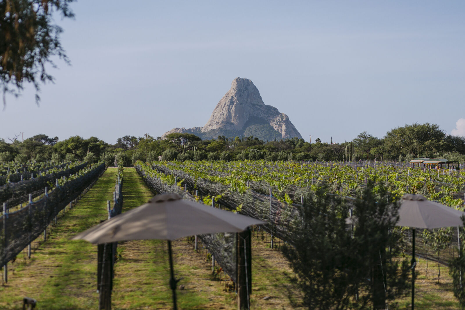 Vendimia Viñedo de Piedra — foto 8