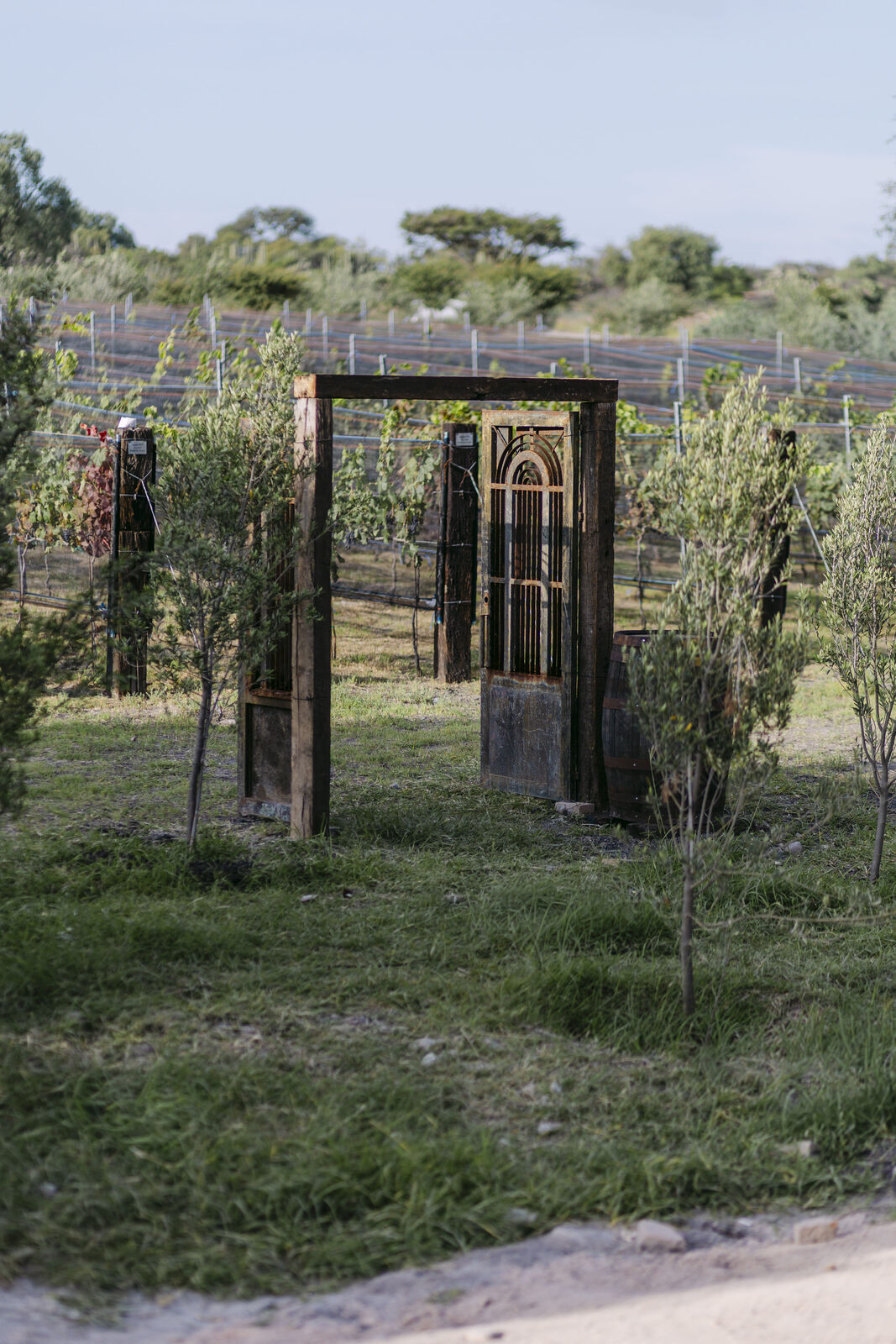 Vendimia Viñedo de Piedra — foto 9
