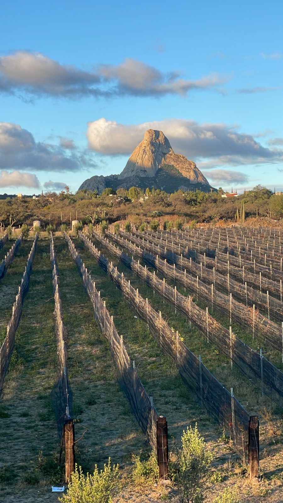 Viñedos y Peña de Bernal